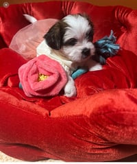 Image 4 of Shih-tzu puppies 