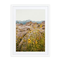 Image 1 of Yellow Mountain Wildflowers