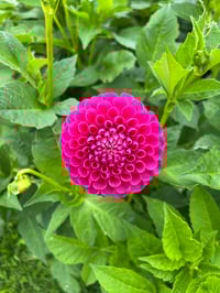 Image 1 of Jowey Frambo Dahlia Tuber