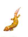 Giant White & Yellow (Banded) Tangerine (Tremper) G-06