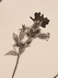 Image 3 of Red Campion - Original Botanical Monoprint - A4