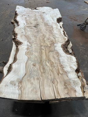 Silver maple 3