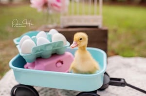 Image of Spring Mini Sessions