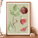 Image 2 of Fruit Prints