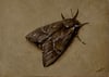Moth oil painting 