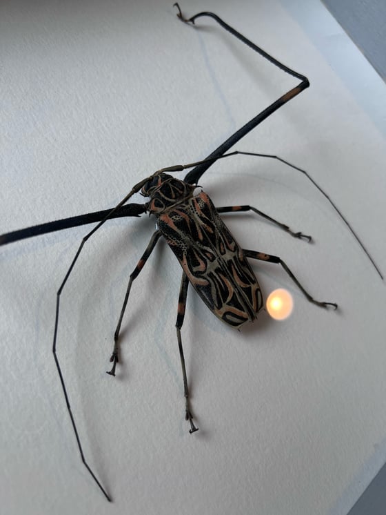 Image of Longhorn Harlequin Beetle