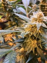 Image 1 of Blueberry Muffin S1 (originally bred by Humbolt Seed Comp) FEM seeds