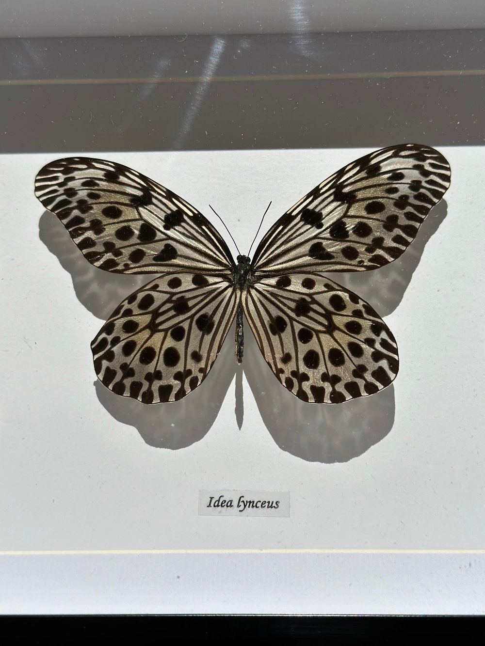 Image of Idea Lynceus Butterfly with Label 