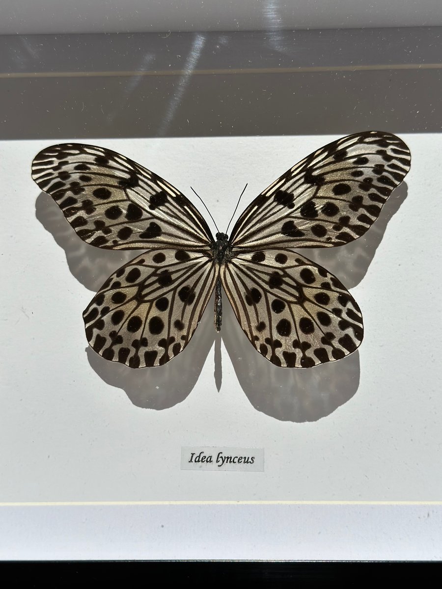Image of Idea Lynceus Butterfly with Label 