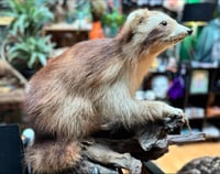 Image 1 of Taxidermy Raccoon