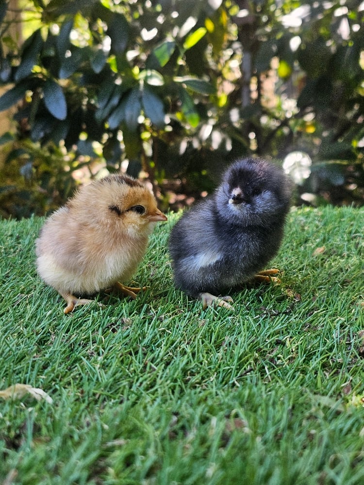 Image of Chicks Available 🐣