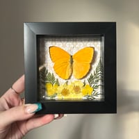 Image 2 of Buttercup Butterfly Frame