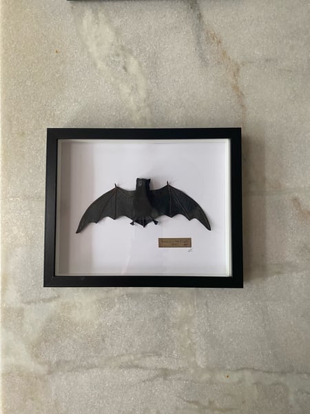 Image of Goulds wattled bat framed specimen. Faux taxidermy 