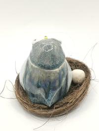 Image 3 of Pigeon 6