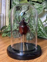 Image 1 of brown rhino beetle dome