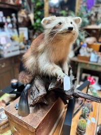 Image 2 of Taxidermy Raccoon