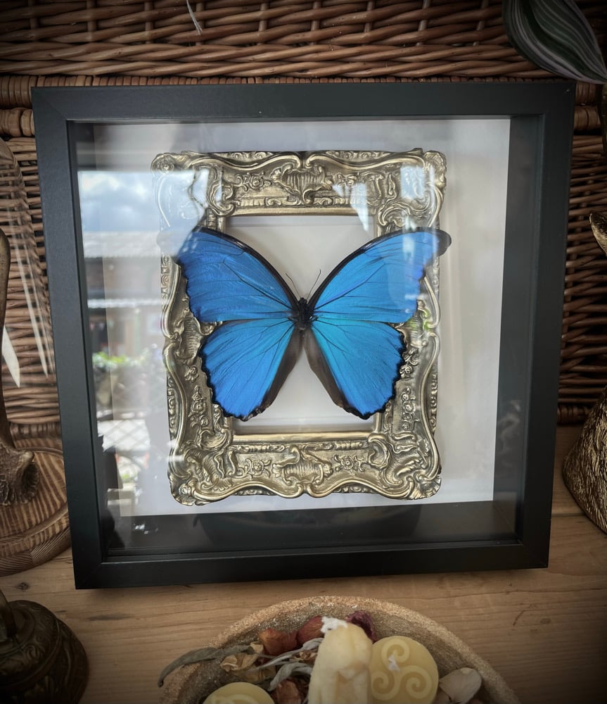 Image of Ornate Framed Blue Morpho Butterfly 