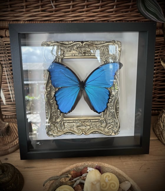 Image of Ornate Framed Blue Morpho Butterfly 