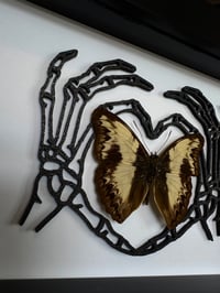 Image 2 of 14. Skeleton heart hands | Cymothoe indamora 
