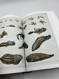 Image 3 of Seba. Cabinet of Natural Curiosities. 45th Ed.