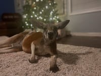 Image 8 of Magical Christmas animal experience with a holiday princess! Snow, music, farm and exotic animals. 