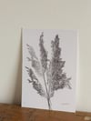 Reed Grass - A4 - Original Botanical Monoprint 