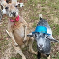 Image 2 of Pumpkin hunt with your favorite dogs, hay ride, pony rides, bounce houses, MORE!
