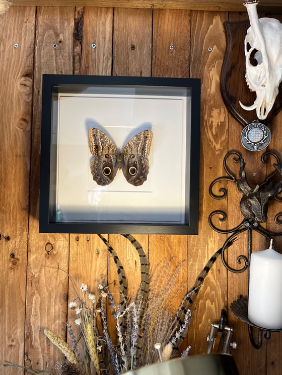 Image of Large Framed Owl Butterfly Frame 
