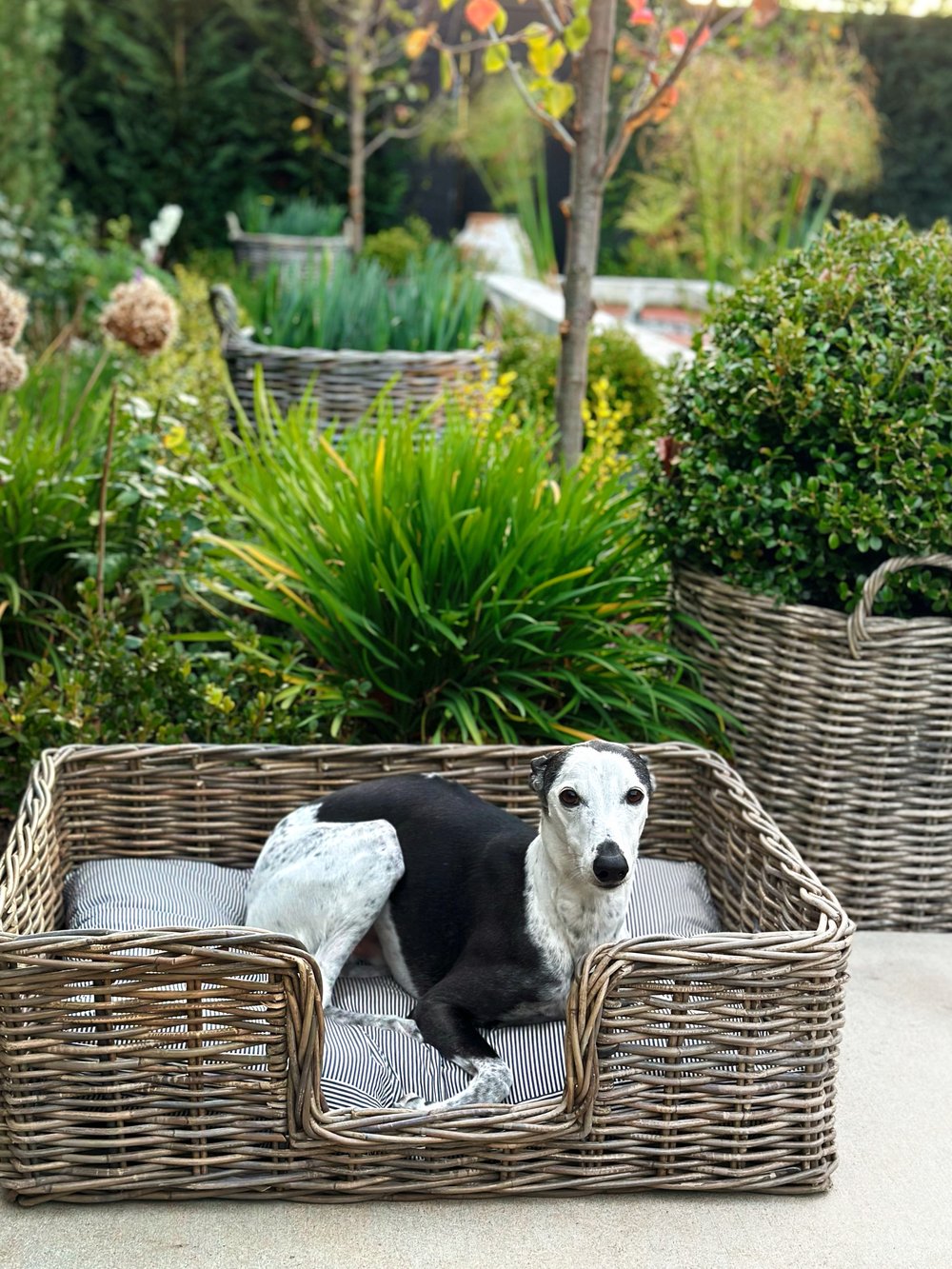 Image of Rattan Dog Bed