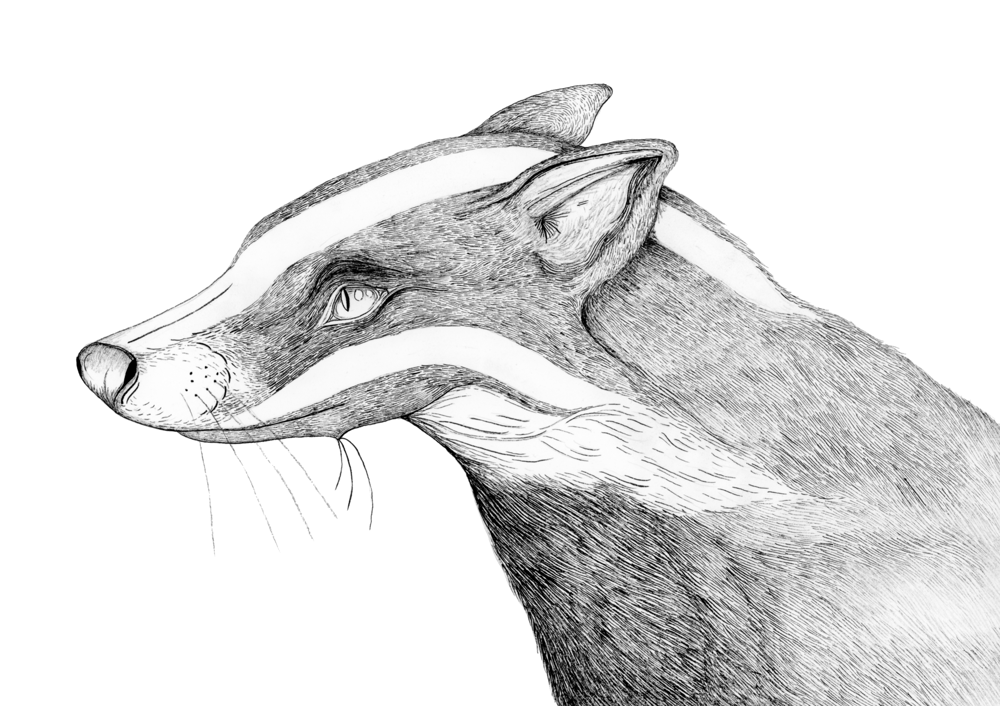 Image of Instinct Badger Print