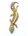 Bold Stripe Bell (PROVEN BREEDER