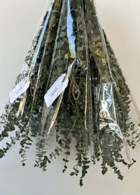 Eucalyptus Bunch