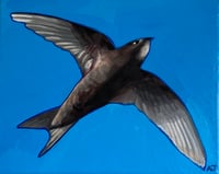 Image 1 of Swift