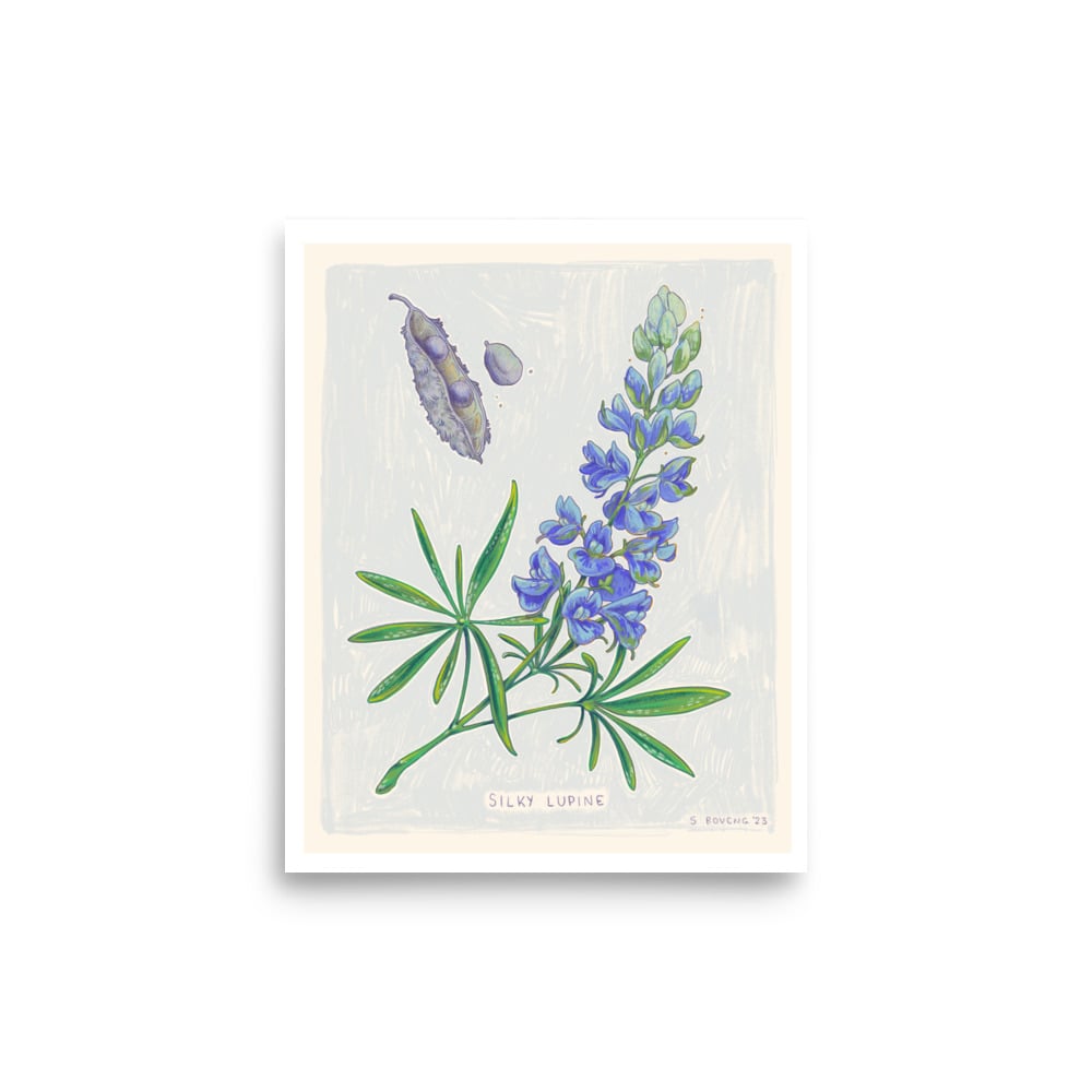 Image of Lupine- Print