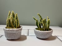 Image 2 of Little plant pots 