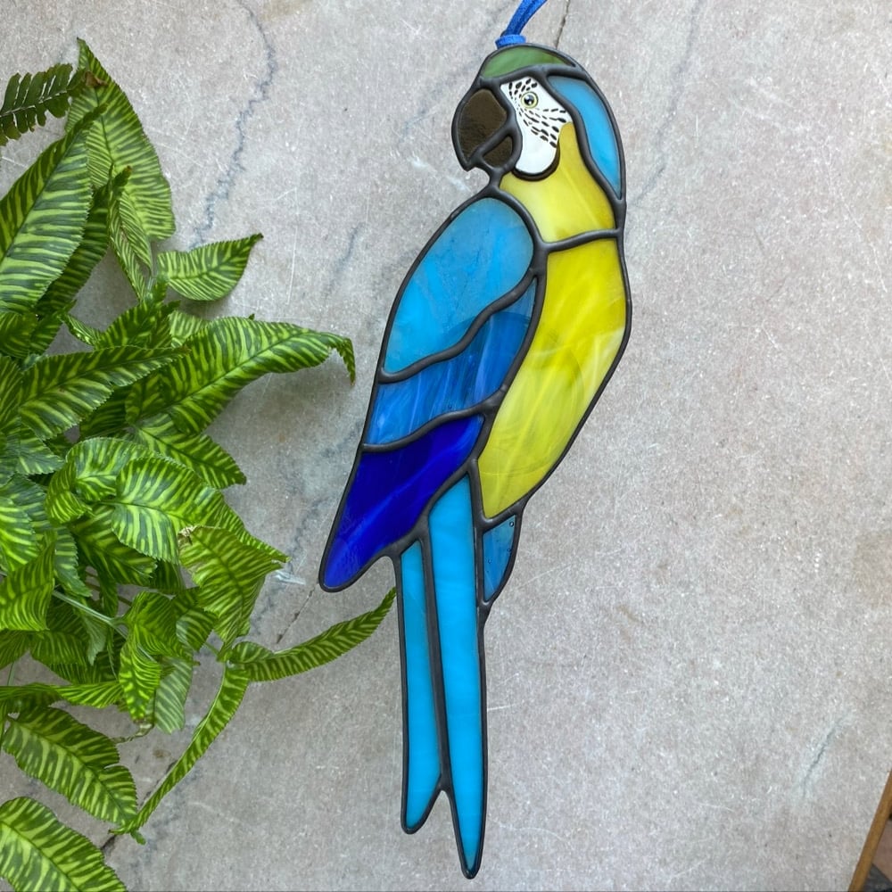 Image of Blue and Gold Macaw