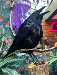 Image 2 of Taxidermy Crow 
