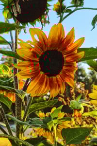 Sunflower