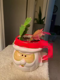 Christmas in July! Christmas Cactus in Festive Santa Mug