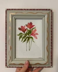 Image 1 of Alostromeria 