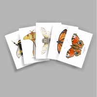 Image 3 of 5 Print/Postcard Pack Colour - Insects 1