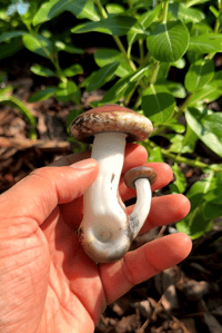 Image 1 of Mushroom double cap spoon 