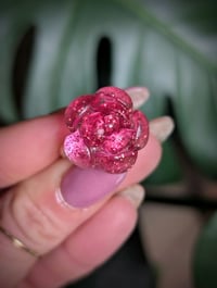 Image 4 of Mini Succulent Collection 