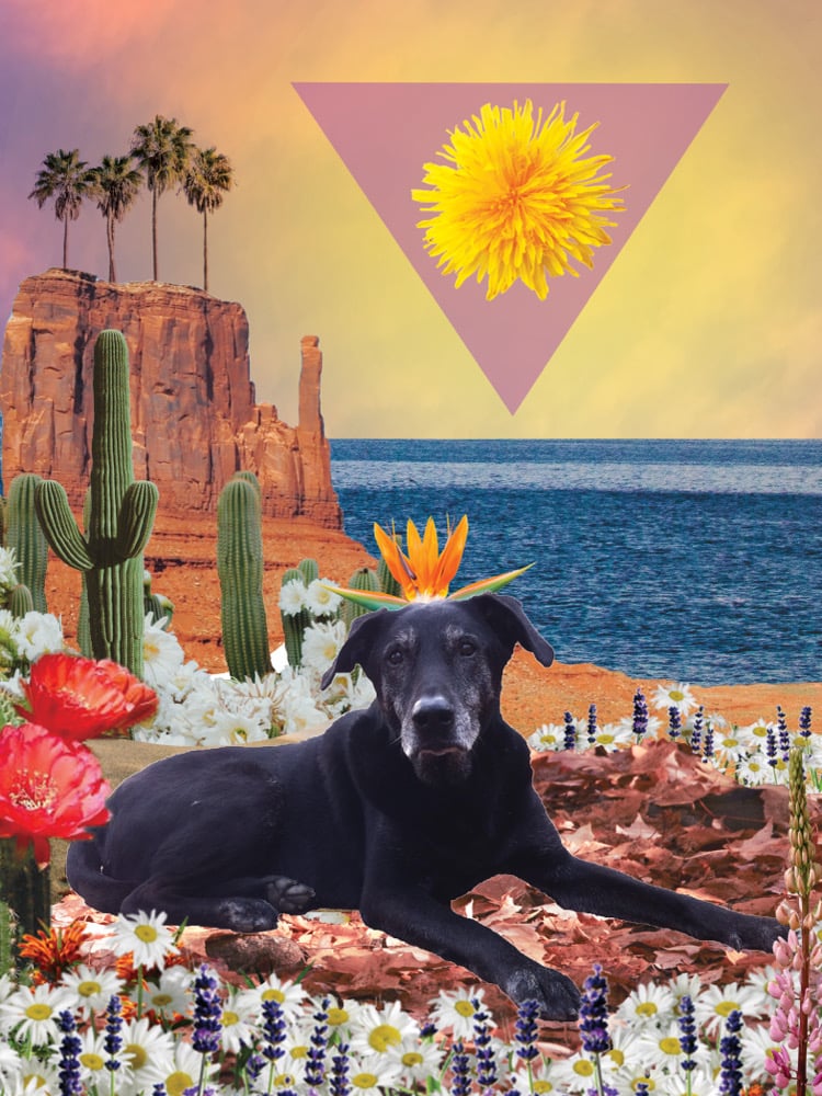 Pet Portraits