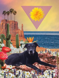 Image 3 of Pet Portraits