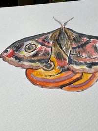 Image 2 of "Saturnia Pavonia Moth" Original