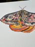 "Saturnia Pavonia Moth" Original Image 2
