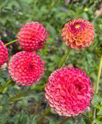 Rosemary Dawn  Dahlia Tuber 