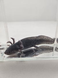 Image 2 of Black Pudding