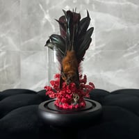Image 1 of Feather Bat Dome